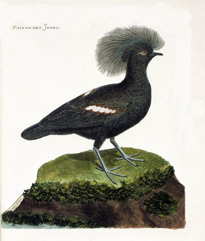 Zoological chart (ornithology): The pheasant of India (goura crown or goura cristata). Illustration in 