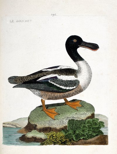 Zoological chart (ornithology): The strain (duck strainberry or anas clypeata). Illustration in 