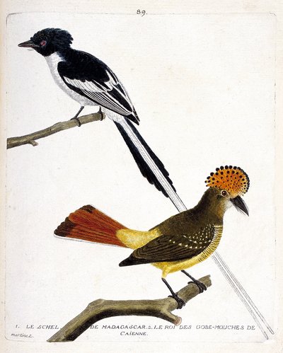Zoological chart (ornithology). Top: Madagascar schel (chitrec malagasy or terpsiphone mutata). Low year: King of the fly gob (gobemouche or fly gob) of Caienne (Flycatcher crowns or onychorhynchus coronatus). Illustration in 