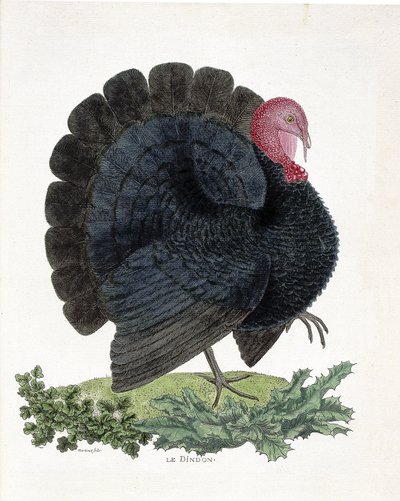 Zoological chart (ornithology): Turkey (domestic turkey or Melaeagris gallopavo). Illustration in 