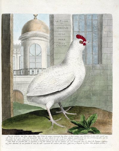 Zoological Chart (Ornithology): Virginia Hen or Hens Without Rump (Domestic Hen iu Gallus Gallus). Illustration in 
