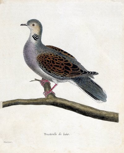 Zoological chart (ornithology): Wood dove (wooddove or streptopelia turtur) on a branch. Illustration in 