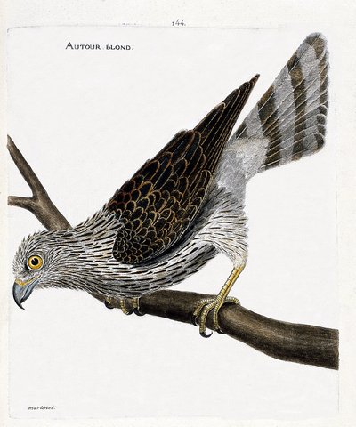 Zoological chart (ornithology): around blond on a branch. Illustration in 