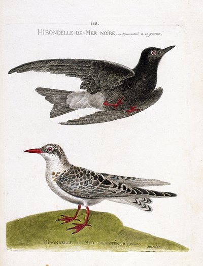 Zoological Chart (Ornithology): Black Sea Swallow (Sea Swallow or Black Dwarf or Chlidonias Niger) in Flight and Spotted Sea Swallow (Moustac Guifette or Chlidonias Hybrida). Illustration in 