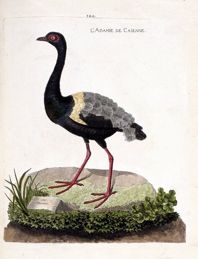 Zoological chart (ornithology): caienne agami (trumpet agami or psophia crepitans). Illustration in 