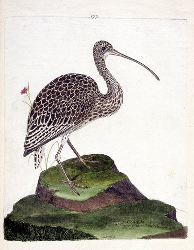 Zoological chart (ornithology): curlew ash or numenius arquata. Illustration in 