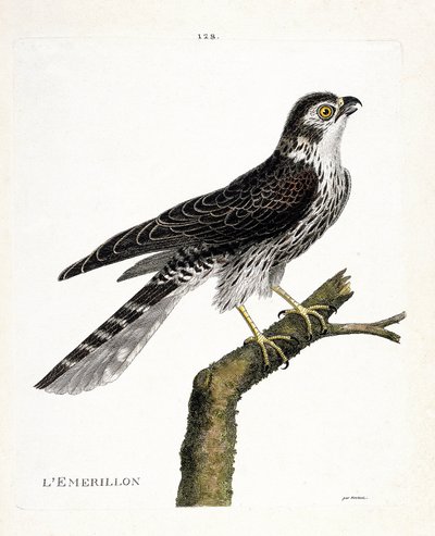 Zoological chart (ornithology): emerillon (emerillon falcon or falco colombarius) on a branch. Illustration in 