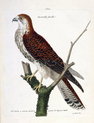 Zoological chart (ornithology): female cress (hawk hawk or falco tinnunculus) on a branch. Illustration in 