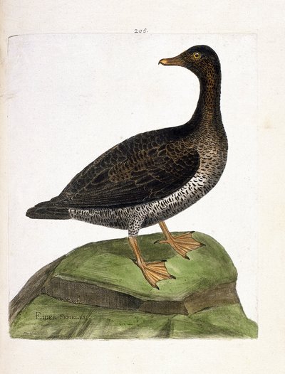 Zoological chart (ornithology): female eider. Illustration in 