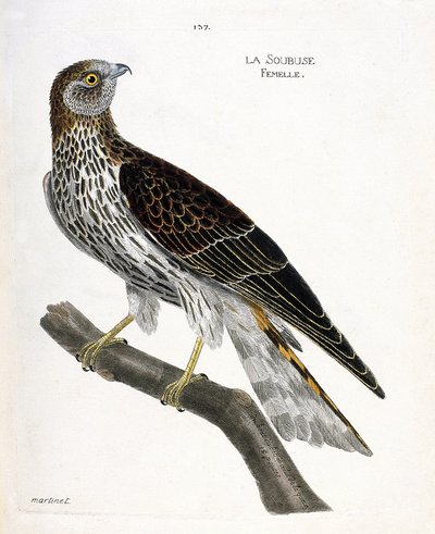 Zoological chart (ornithology): female soubuse (busard saint martin or circus cyaneus) on a branch. Illustration in 