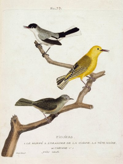 Zoological chart (ornithology): fig trees. From bottom to top: the hoopoe (california gobemoucheron or polioptila california), the orange of the guian (orangee warbler or protonotaria citrea) and the black head of Caienne (tropical gobemoucheron or poliopt by Francois Nicolas Martinet