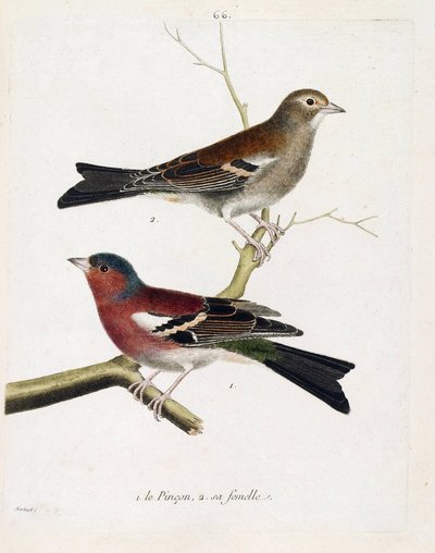 Zoological chart (ornithology): from bottom to top: The pinch and its female (tree pinson or fringilla coelebs) on a branch. Illustration in 