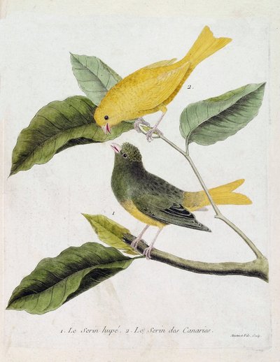 Zoological Chart (Ornithology): From Bottom to Top: The Serin Hupe (Serin des Canaries or Serinus Canaria) and the Serin des Canaries on a Branch. Illustration in 