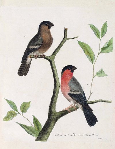 Zoological Chart (Ornithology): From Bottom to Top: Male and Female Bouvreil (Peony Bouvreil or Pyrrhula Pyrrhula) on a Branch. Illustration in The History of the Birds, Painted in Their Appearing and Sensitive Aspects by Francois Nicolas Martinet (1731 by Francois Nicolas Martinet