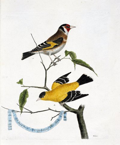 Zoological chart (ornithology): from top to bottom: The chardonneret and the chardonneret of China on a branch. Illustration in 