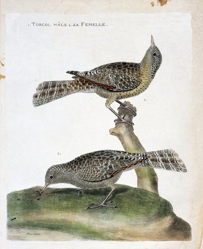 Zoological chart (ornithology): from top to bottom: The male torcol and its female (Torcol Fourmilier or Jynx torquilla). Illustration in 