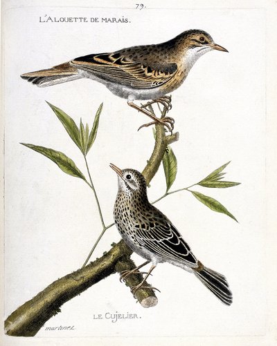 Zoological chart (ornithology): from top to bottom: the marsh lark and the cujelier on a branch. Illustration in 