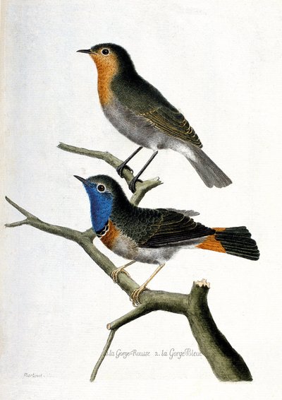 Zoological chart (ornithology): from top to bottom: red throat (erithacus rubecula) and blue throat (luscinia svecica) on a branch. Illustration in 