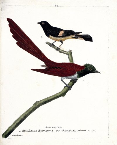 Zoological Chart (Ornithology): Gob-Fly (Gobemouche) from the Island of Bourbon (Shama de Madagascar or Copsychus Albospecularis) and Gobe Fly from Senegal (Tchitrec de Paradis or Terpsiphone Paradisii). Illustration in 