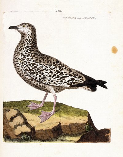 Zoological Chart (Ornithology): Goiland Varies or Grisard (Goeland or Larus Sp). Illustration in 