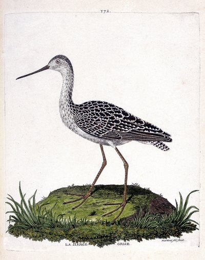 Zoological Chart (Ornithology): Grey Barge (Red Barge or Limosa Lapponica). Illustration in 