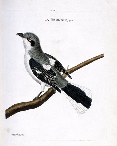 Zoological chart (ornithology): grey grieche on a branch. Illustration in 