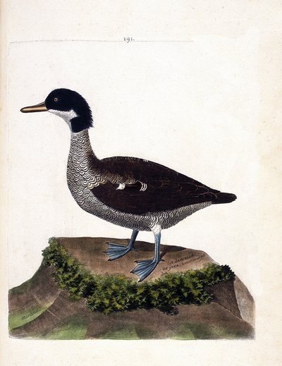 Zoological chart (ornithology): java teal. Illustration in 