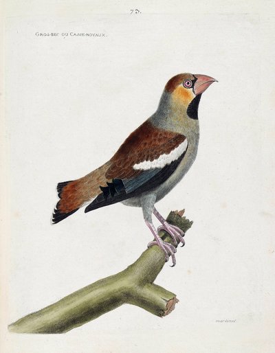 Zoological chart (ornithology): large beak (grosbeak) or nuclei (coccauthrausts) on a branch. Illustration in 
