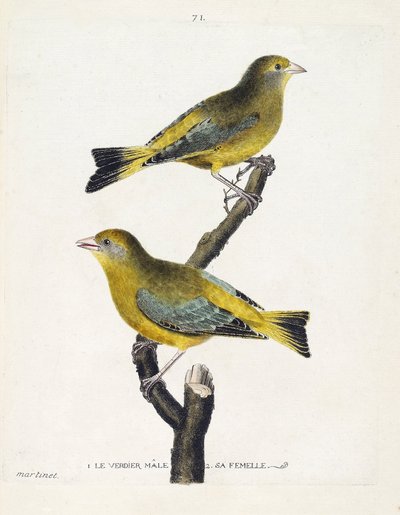 Zoological chart (ornithology): male and female verdier on a branch. Illustration in 