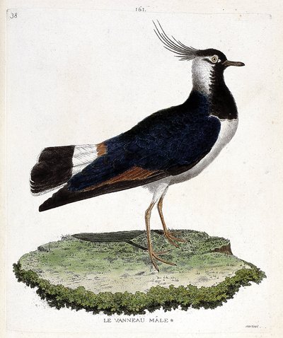 Zoological chart (ornithology): male lamb. Illustration in 