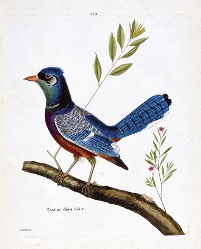 Zoological chart (ornithology): male siam jay (blue jay or cyanocitta cristata) on a branch. Illustration in “The History of the Birds, Painted in Their Appearing and Sensitive Aspects” by Francois Nicolas Martinet