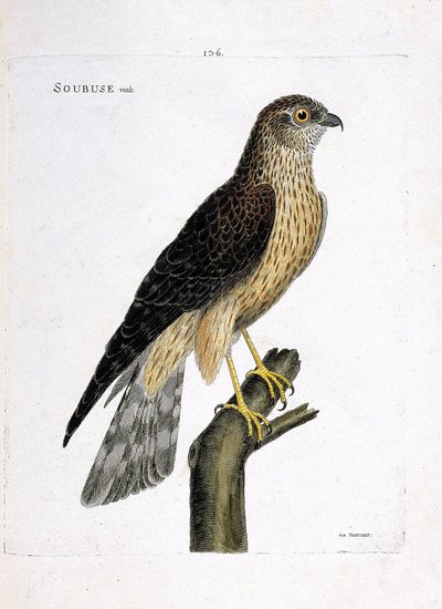 Zoological chart (ornithology): male soubuse (busard saint martin or circus cyaneus) on a branch. Illustration in 