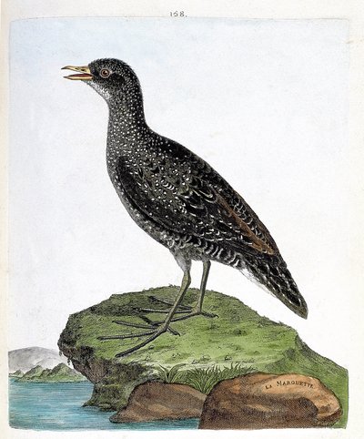 Zoological chart (ornithology): spot marouette or porzana porzana. Illustration in 
