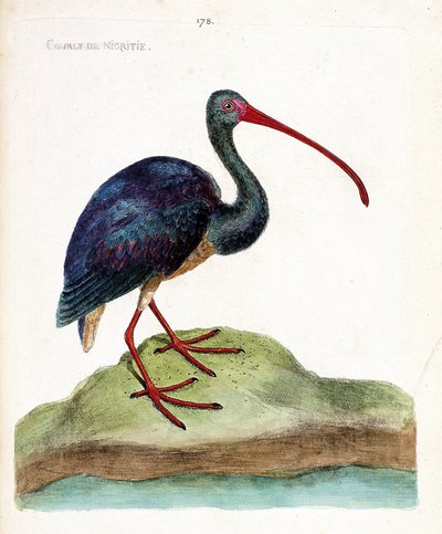 Zoological chart (ornithology): nigritie