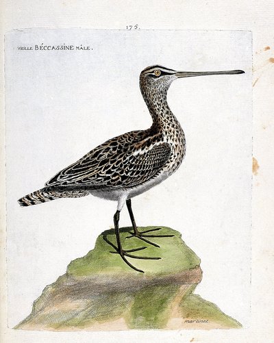 Zoological chart (ornithology): old male becassine (marsh becassine or gallinago gallinago). Illustration in 