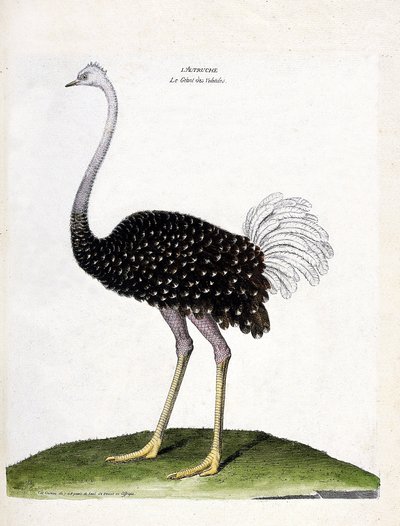 Zoological chart (ornithology): ostrich. Illustration in 