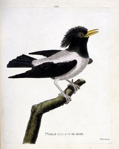 Zoological chart (ornithology): pink blackbird (reddish starling or sturnus roseus) on a branch. Illustration in 