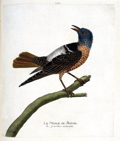 Zoological chart (ornithology): rock blackbird. Illustration in 