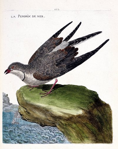 Zoological chart (ornithology): sea partridge (glareole a necklace or glareola pratincola). Illustration in 