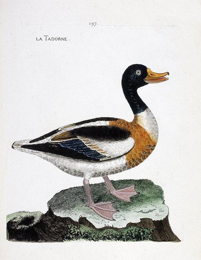 Zoological Chart (Ornithology): Tadorne (Tadorne de Belon or Tadorna Tadorna). Illustration in 