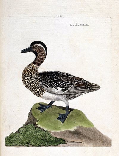 Zoological chart (ornithology): teal (anas querquedula). Illustration in 