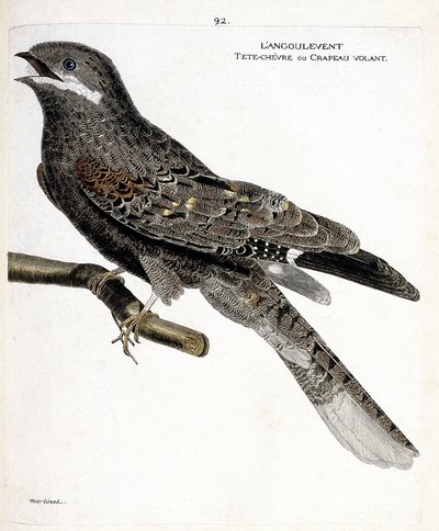 Zoological chart (ornithology): the angulvent on a branch. Illustration in 