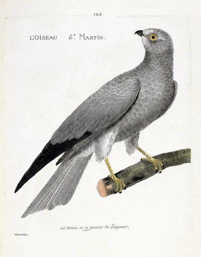 Zoological chart (ornithology): the bird saint martin (busard saint martin or circus cyaneus) on a branch. Illustration in 
