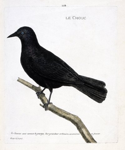 Zoological chart (ornithology): the cabbage on a branch. Illustration in 