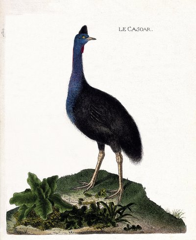 Zoological Chart (Ornithology): The Casoar (Casoar a Helmet or Cassuarius Cassuarius). Illustration in 