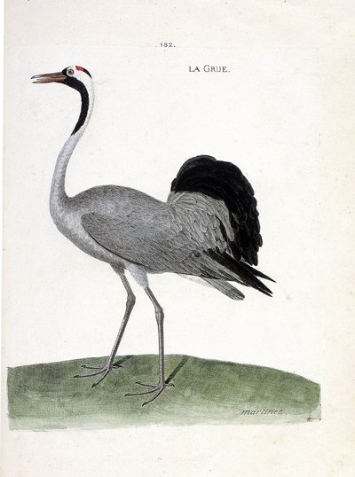 Zoological chart (ornithology): the crane. Illustration in 