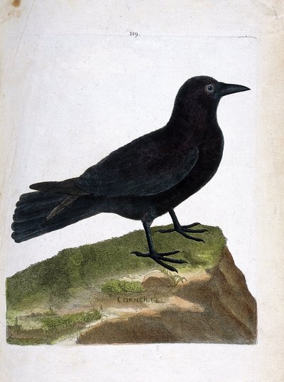 Zoological chart (ornithology): the crow (black crow or corvus corone). Illustration in 