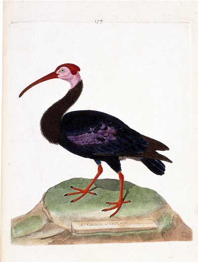 Zoological chart (ornithology): curlew with a bare head of the cap of good hope (ibis du cap or geronticus calvus). Illustration in 