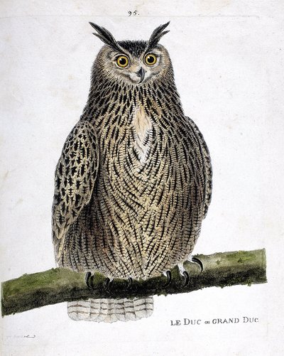 Zoological chart (ornithology): the duke or grand duke (grand duke or bubo bubo) on a branch. Illustration in 