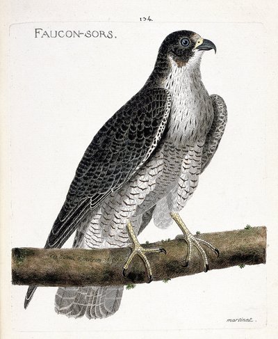 Zoological chart (ornithology): the falcon comes out or falcon out (pelerine falcon or falco peregrinus) on a branch. Illustration in 